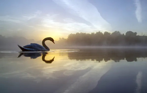 Fog, lake, reflection, bird, England, morning, Swan, England