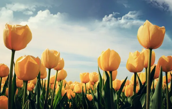Picture flowers, yellow, tulips