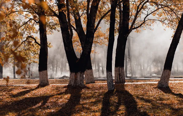 Autumn, leaves, light, trees, fog, Autumn