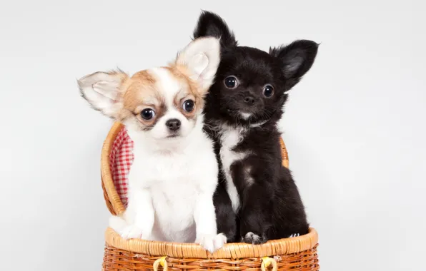 Basket, puppies, Chihuahua, cute