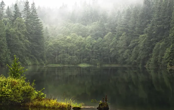 Picture forest, summer, fog, lake