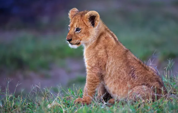 Grass, cub, kitty, lion