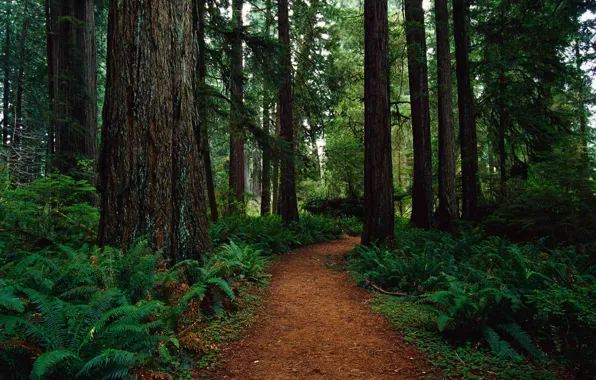 Forest, trees, nature, USA, path, Redwood