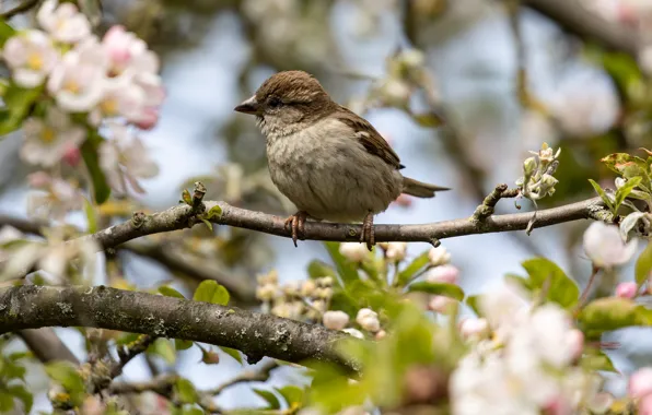 Flowers, bird, spring, Sparrow, flowering