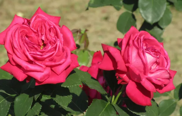 Bio Colour Roses Raspberry Wallpaper bright, roses, raspberry, hot pink, Meduzanol ©, Summer 2018 ...