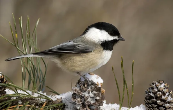 Picture winter, snow, bird, bumps, titmouse