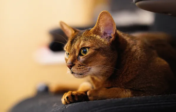Cat, look, muzzle, Abyssinian cat