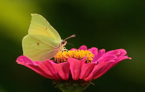 Picture flower, butterfly, bokeh, macro flowers nature, the limonite