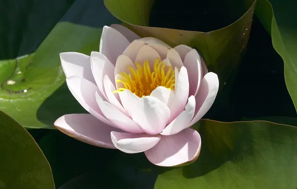 Picture flower, leaves, petals, Lily, pond
