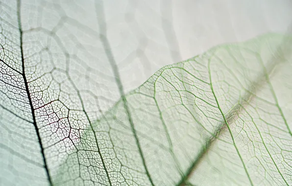 Picture transparency, veins, leaves