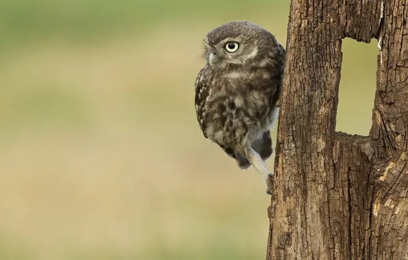 Picture background, bird, Little Owl Owlet