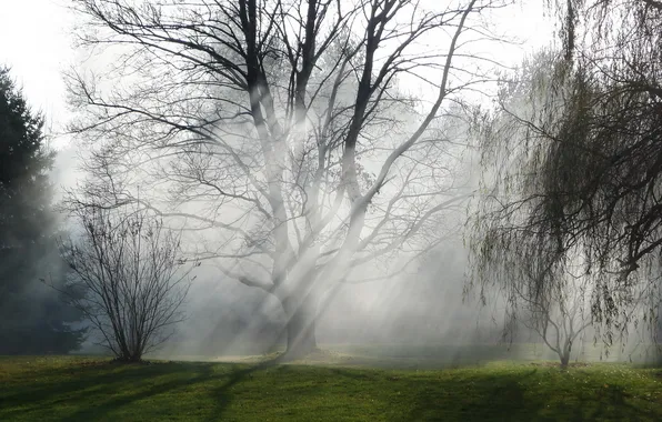Trees, nature, fog, morning