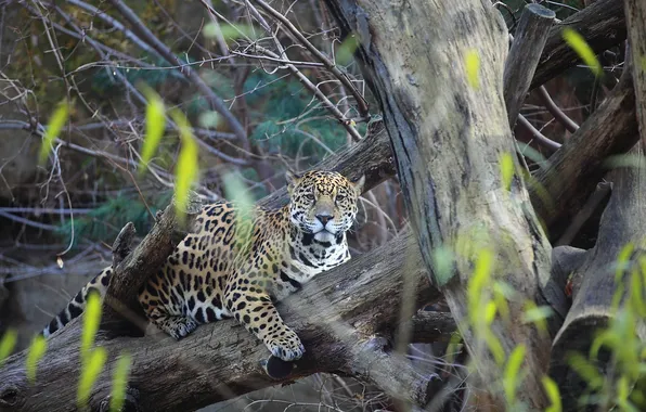 Stay, predator, Jaguar, panthera onca