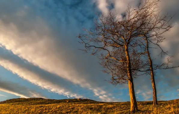 The sky, trees, landscape