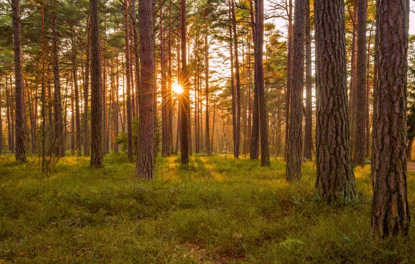 Nature, orange, national, estonia, moss, outdoor, natural, nobody