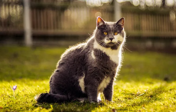 Picture greens, cat, grass, cat, face, nature, grey, the fence