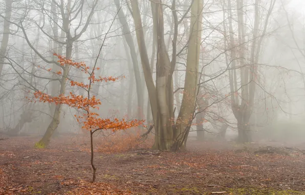 Autumn, forest, nature, fog