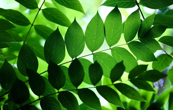 Picture leaves, branches, nature, green, background