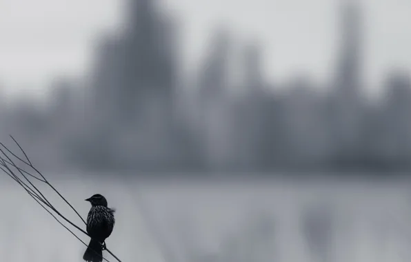 Background, bird, melancholy