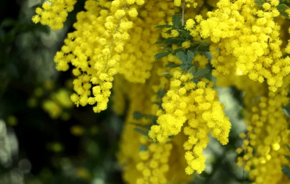 Macro, yellow, spring, fluffy, Mimosa