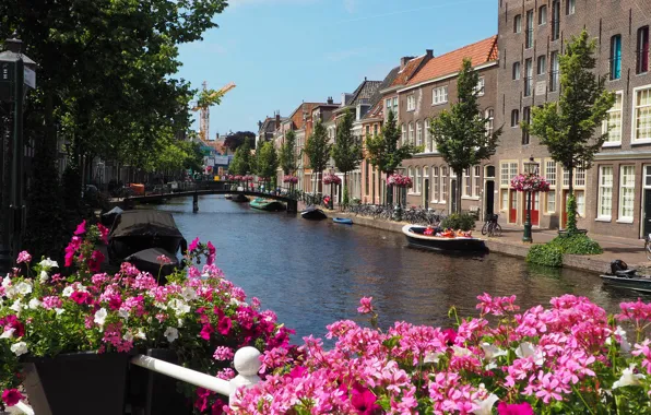 Picture flowers, river, Home, boats, Street, Building, Flowers, Netherlands