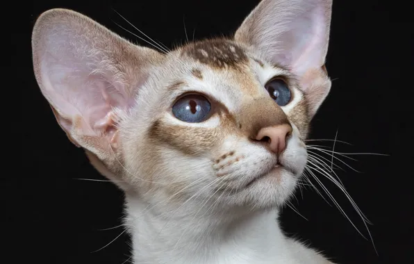 Portrait, muzzle, ears, blue eyes, the dark background, cat, Oriental cat