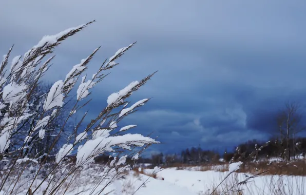 Winter, snow, plant, cold