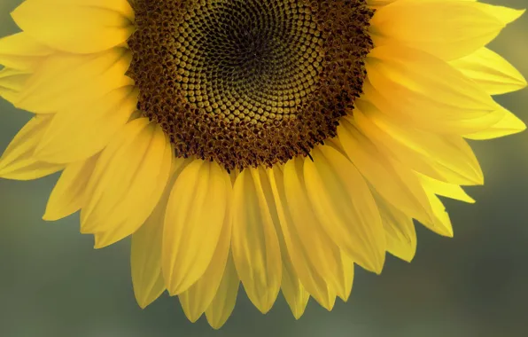 The sun, yellow, Sunflower