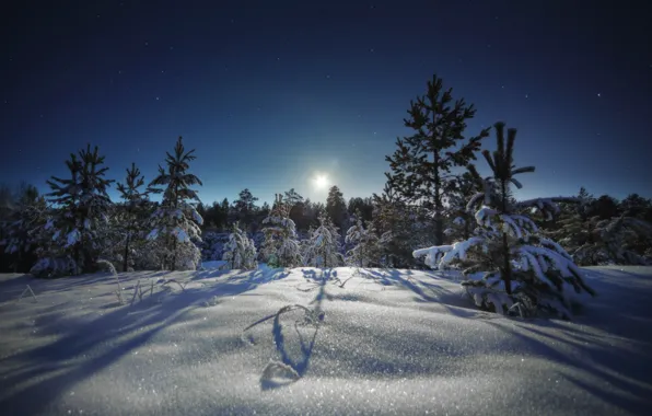 Picture winter, the sky, snow, trees, night, Shevchenko Nikolay, The moonlight path shines with silver