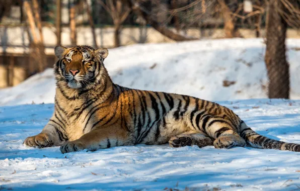 Picture winter, trees, tiger, predator, lies, bokeh, in the snow