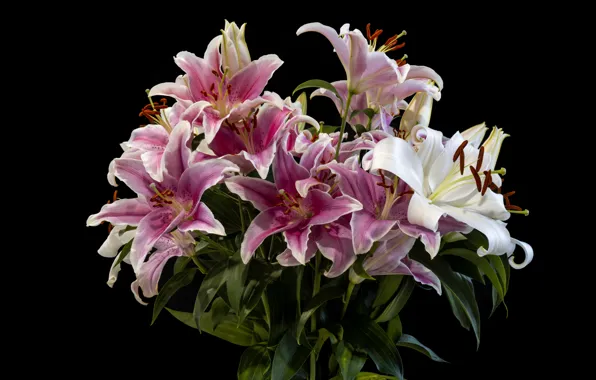 Wallpaper flowers, Lily, bouquet, white, black background, pink