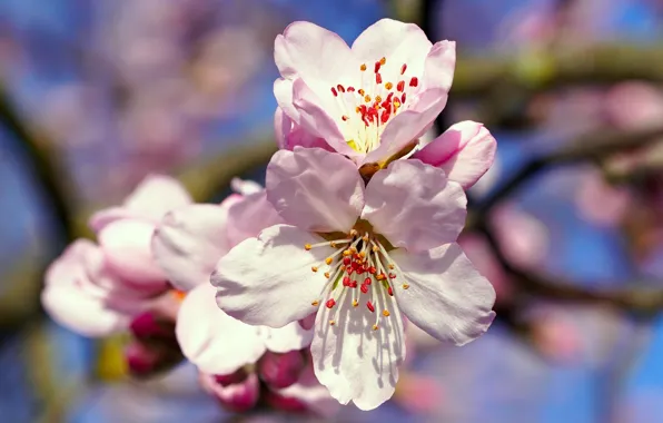 Macro, light, flowers, branches, spring, petals, stamens, pink