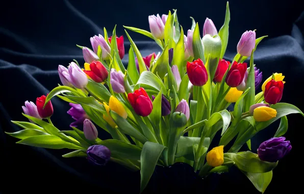 Bouquet, tulips, colorful