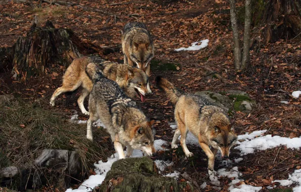 Picture autumn, forest, nature, wolf, pack, a pack of wolves
