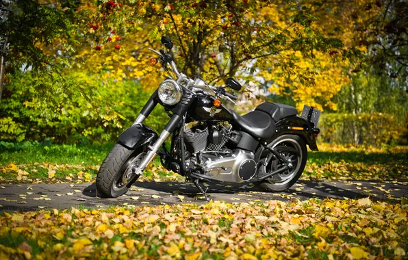 Picture Special, Harley-Davidson, Fat Boy