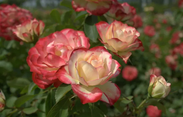 Bush, roses, buds