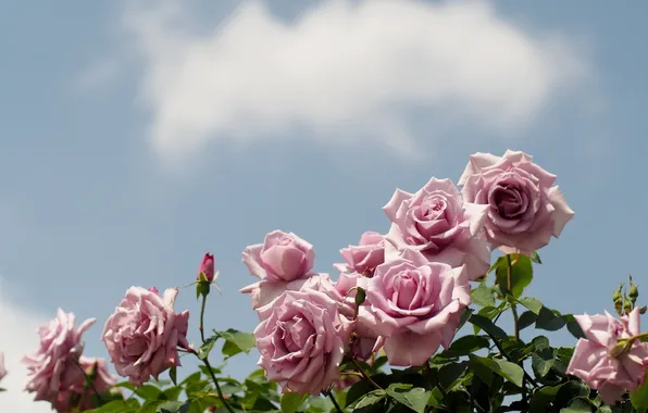 The sky, flowers, roses, cloud, pink
