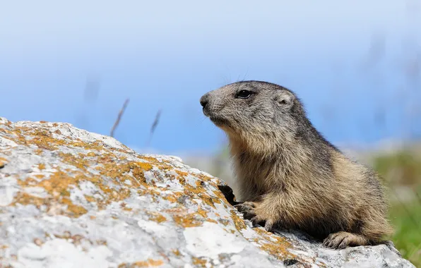 Picture stone, rodent, Alpine, Marmot