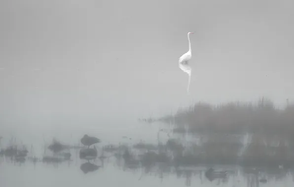 Picture fog, river, bird, Heron