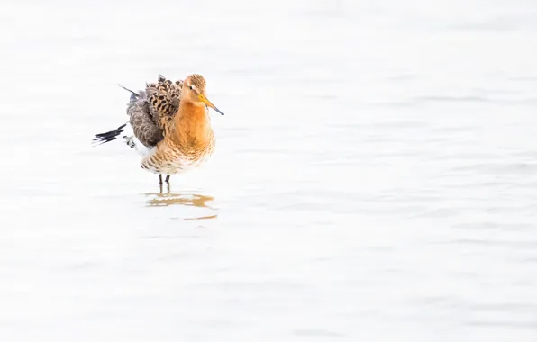 Picture water, bird, beak, black-tailed Godwit