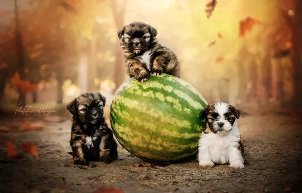 Autumn, dogs, watermelon, puppies, trio, Trinity, Ekaterina Kikot