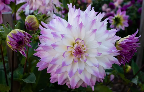 Macro, petals, buds, dahlias