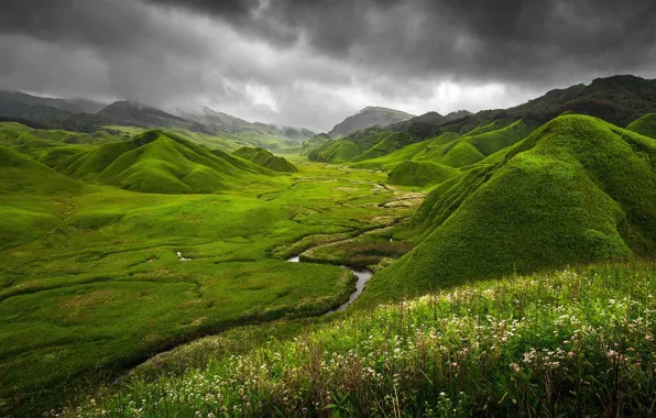 Picture grass, flowers, mountains, clouds, nature, river, India, Green Dzukou