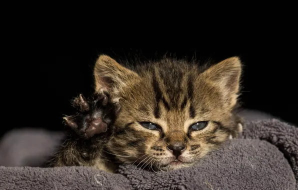 Look, light, kitty, grey, paw, portrait, baby, black background