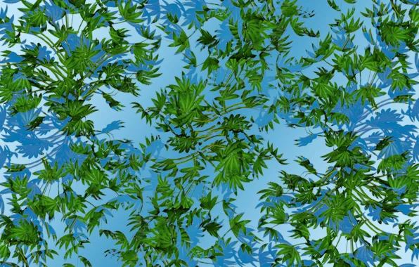 Greens, the sky, leaves, water, branches, shadow