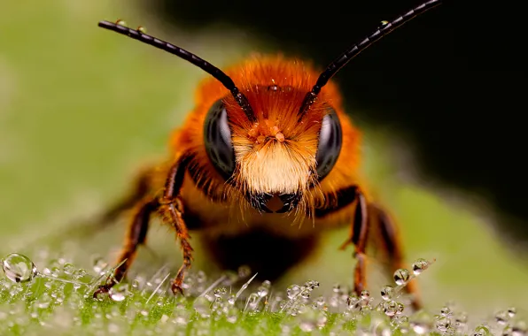 Picture drops, macro, bee, red, looks