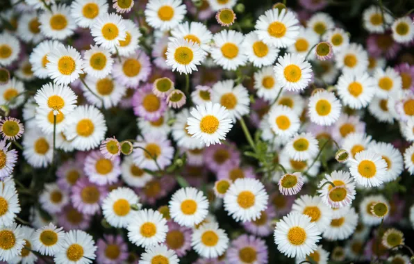 Carpet, petals, garden, Daisy