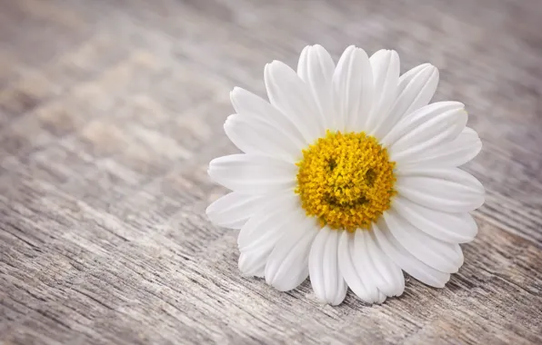Flowers, smile, background, mood, petals, Daisy, flowers, widescreen