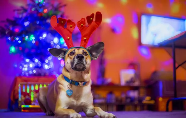 Each, holiday, new year, dog, horns