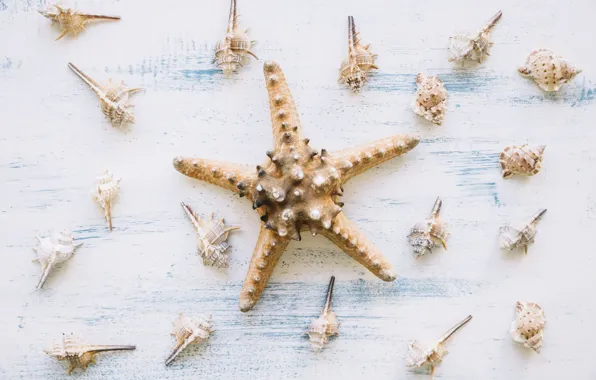 Background, shell, starfish, summer, wood, marine, starfish, composition